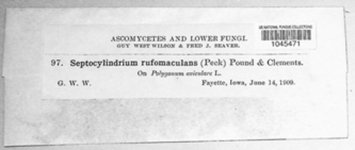 Septocylindrium rufomaculans image